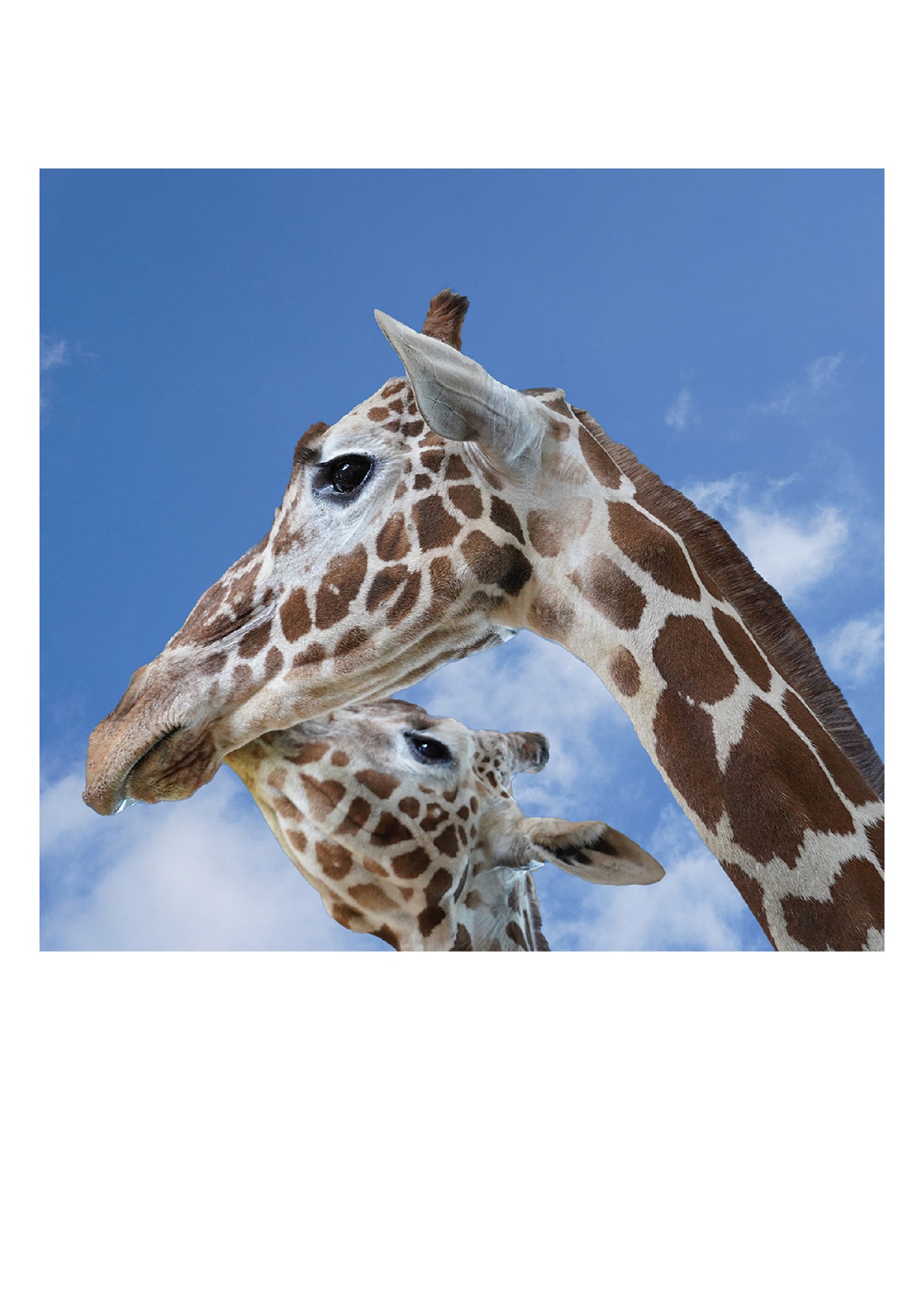 2 Giraffes Birthday Card