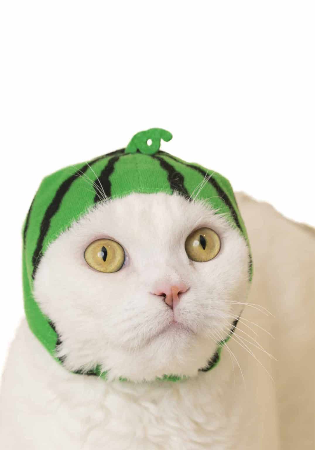 Cat Cap (Fruit)