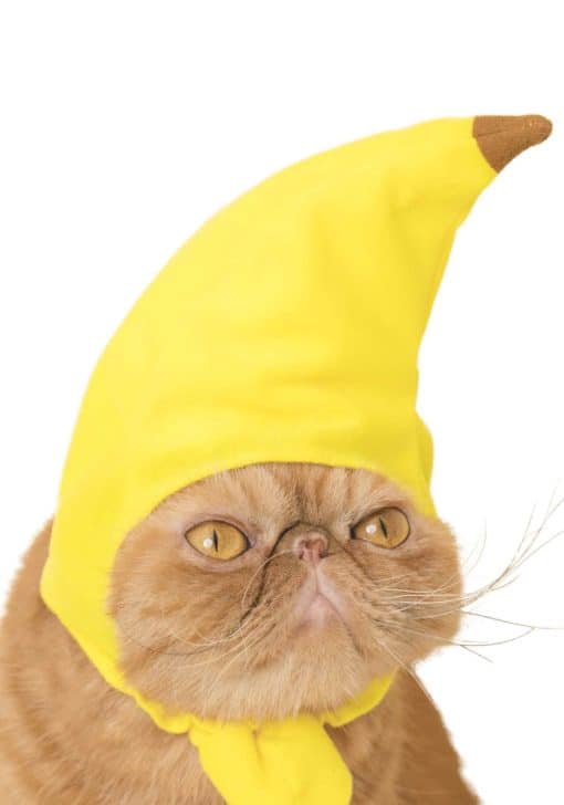 Cat Cap (Fruit)