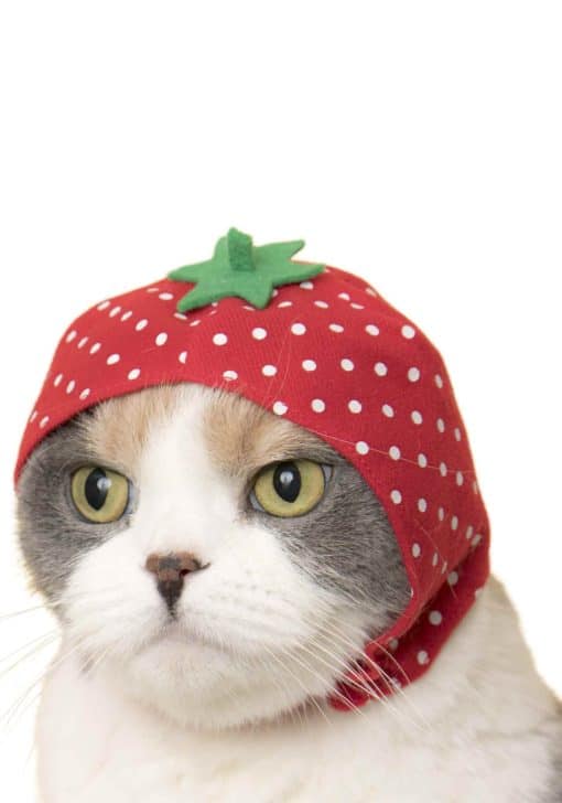 Cat Cap (Fruit)