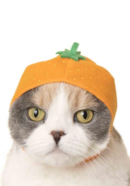 Cat Cap (Fruit)