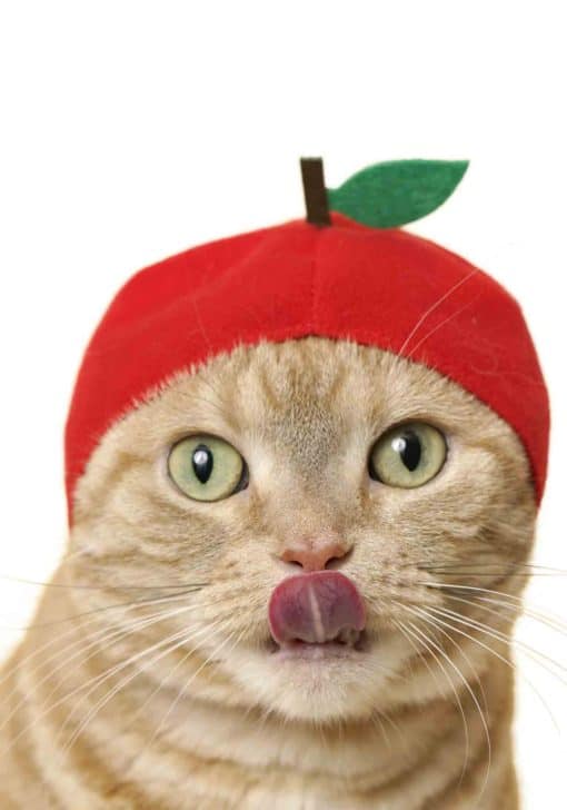 Cat Cap (Fruit)