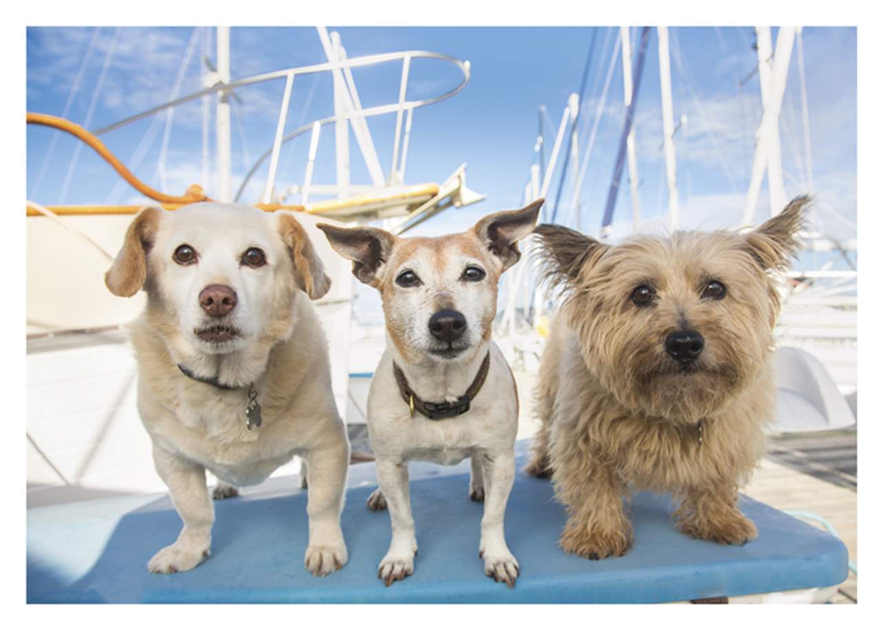 Three Dog Boat Card