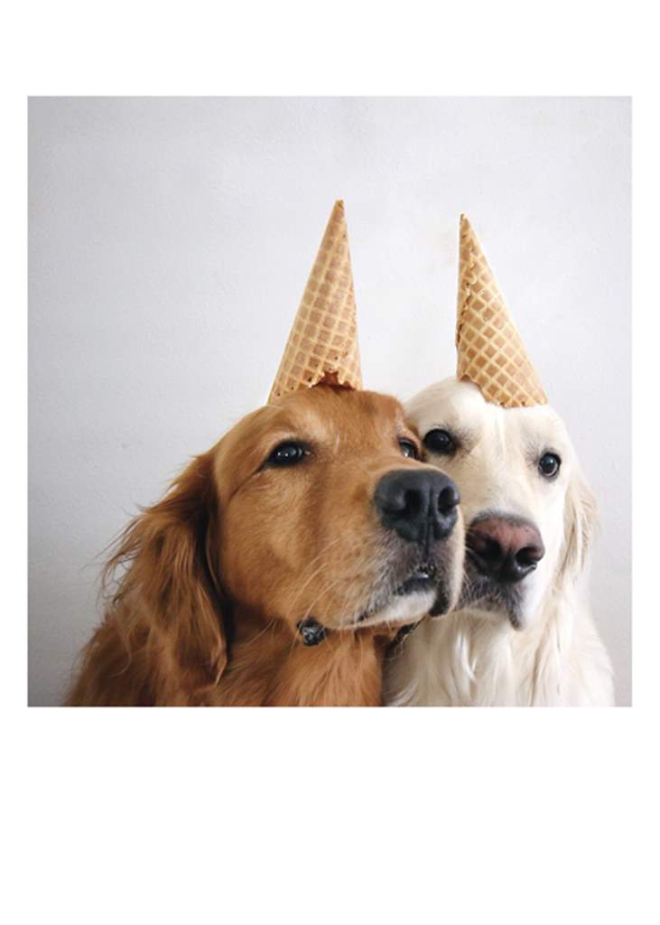 Dogs Cone Head Card