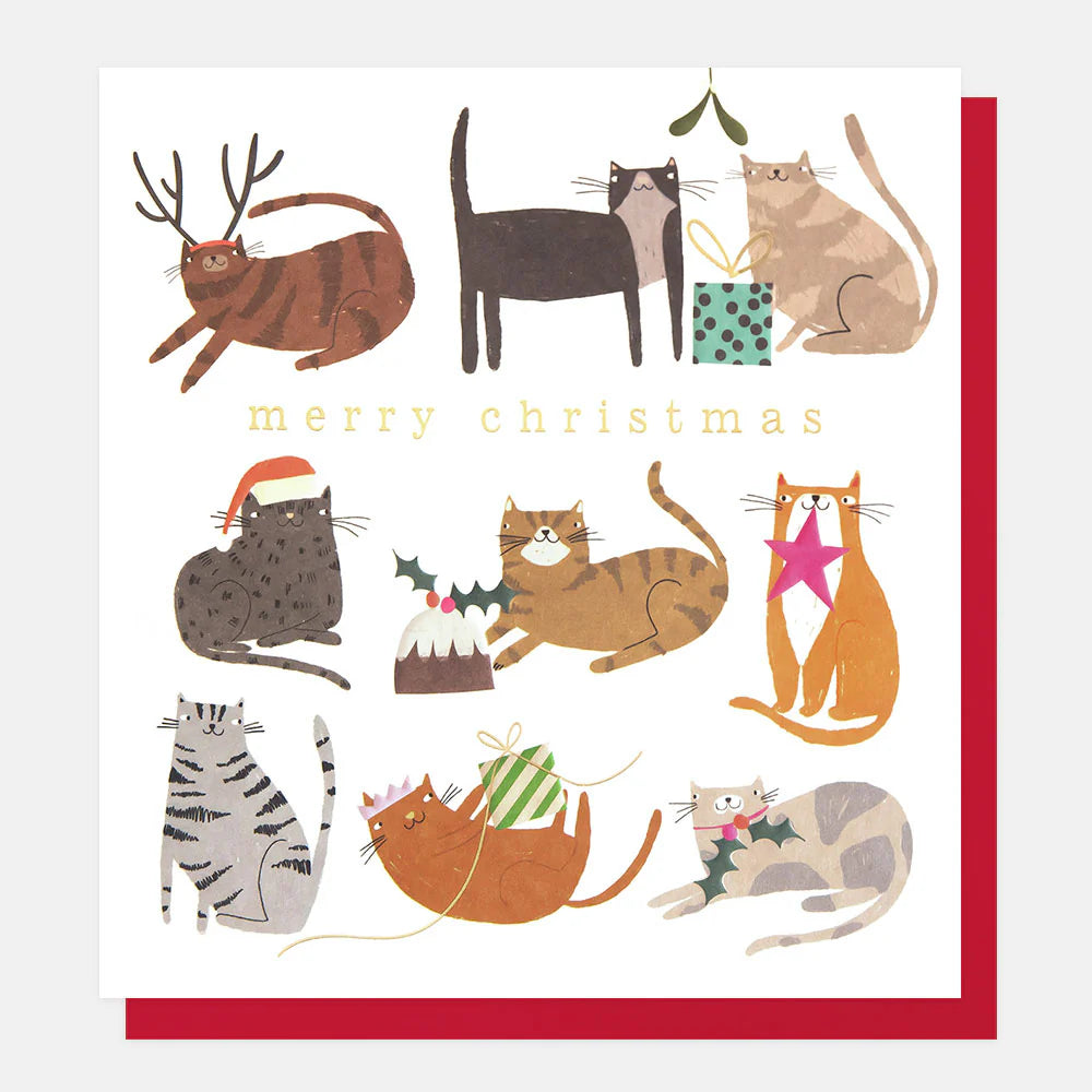 Merry Christmas, Cats Card