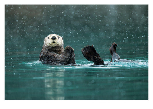 Sea Otter in Heavy Snow Christmas Card