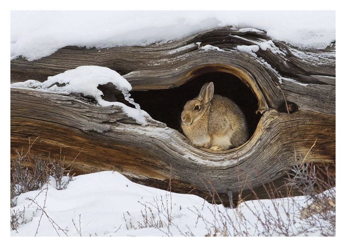 Cozy Mountain Home Card