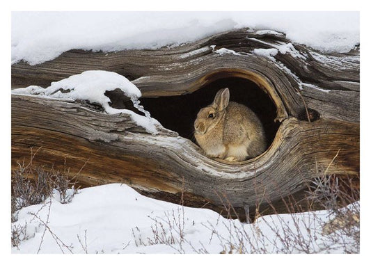 Cozy Mountain Home Card