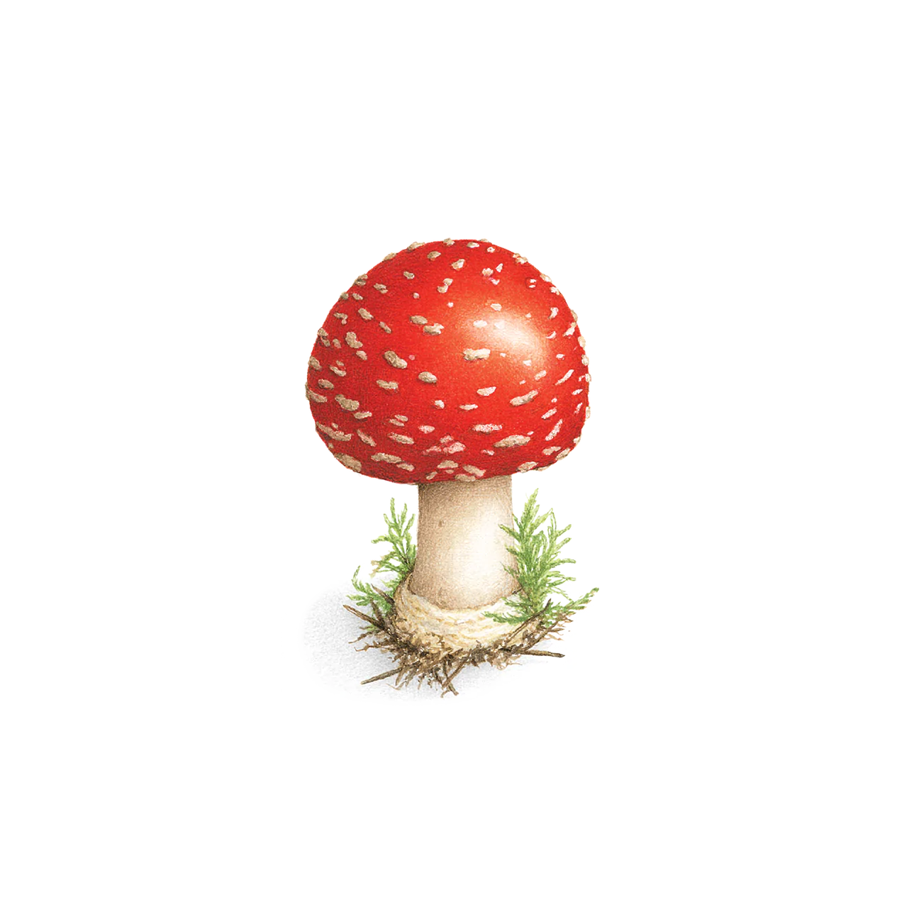 Toadstool Temporary Tattoos