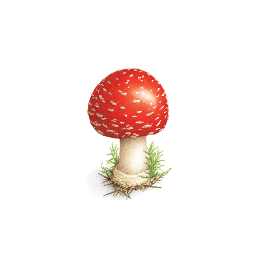 Toadstool Temporary Tattoos