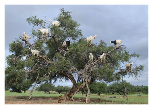 Goats in Tree Birthday Card
