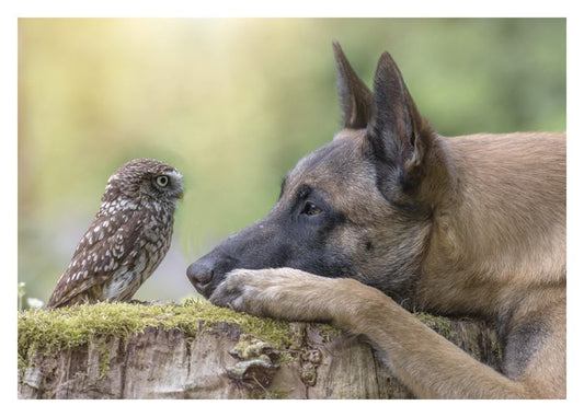Dog + Owl Birthday Card