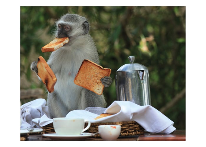 Monkey Toast Birthday Card