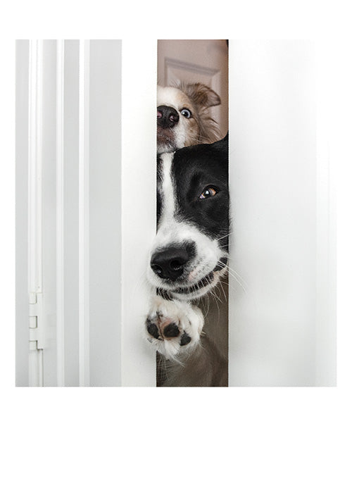 Heeere's Doggie! Birthday Card