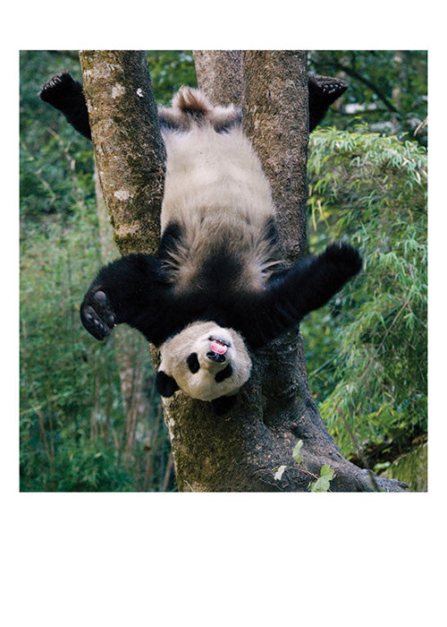 Upside Down Panda Birthday Card