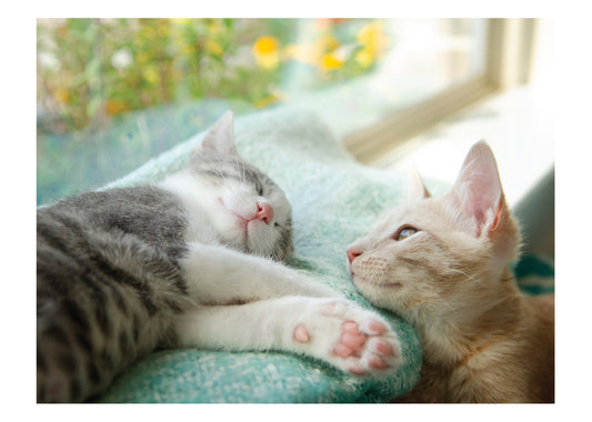 Kitten Love Birthday Card