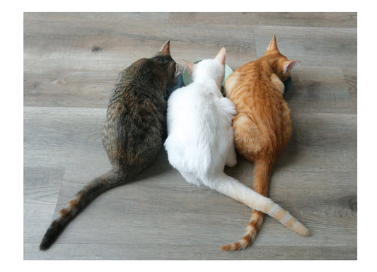 3 Cats Birthday Card