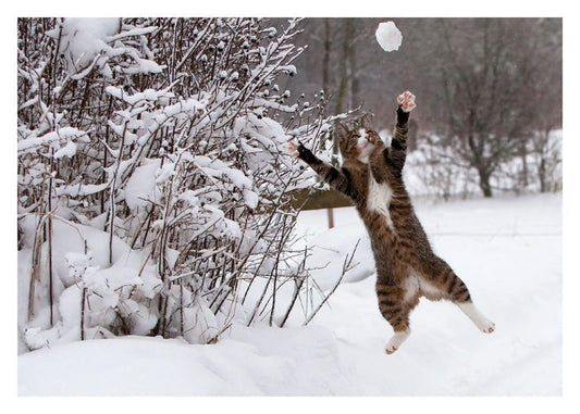 Cat Catching Snowball Boxed Cards