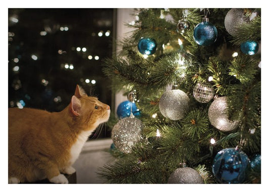 Cat Staring Christmas Tree Boxed Cards