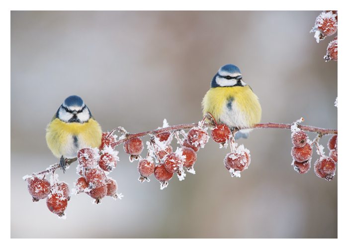 Two Birds Branch Boxed Cards