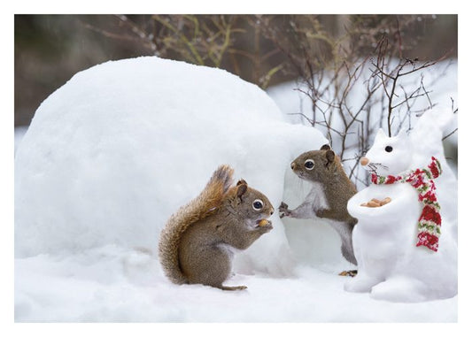Squirrels In Snow Boxed Cards
