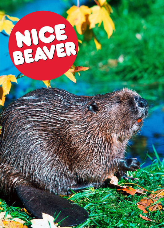 Dean Morris Nice Beaver Love Card