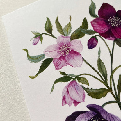 Hellebores Art Card