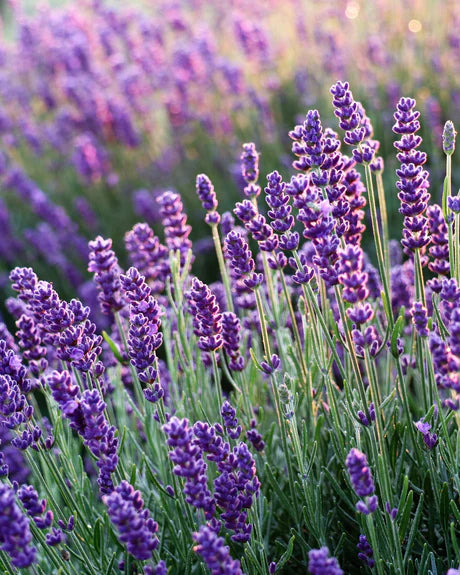 Beauty Sleep Reed Diffuser