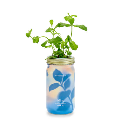 Garden Jars - Hydroponic Herb Growing Kit