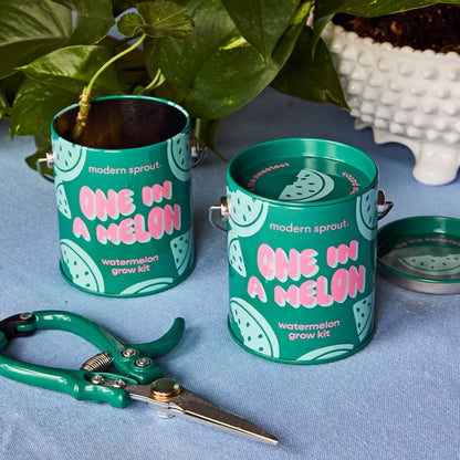 Complimentary Colours Grow Kit