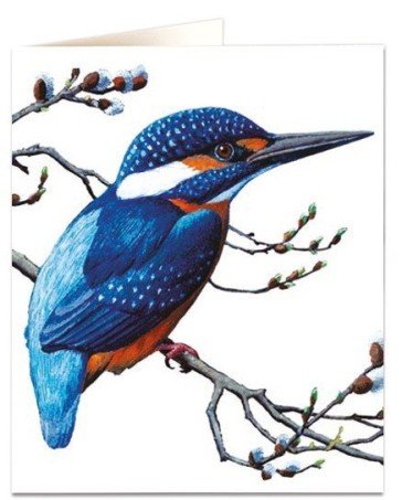 Kingfisher Card