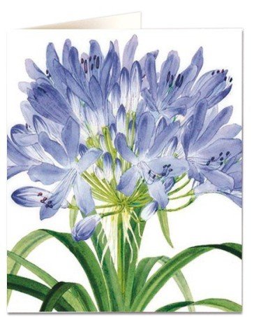 Agapanthus Card