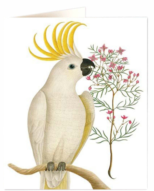 White Cockatoo Card
