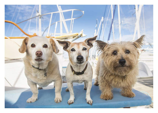 Three Dog Boat Card
