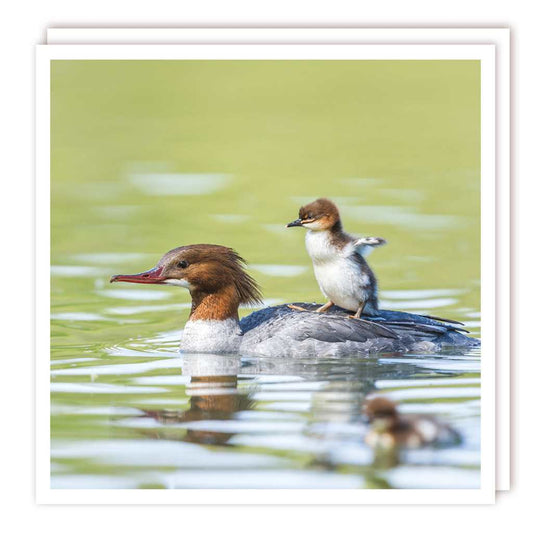 Common Merganser with Chick Card