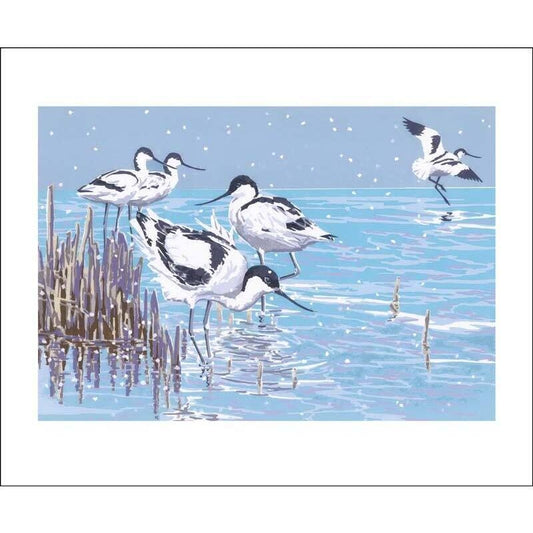 Winter Avocets Card