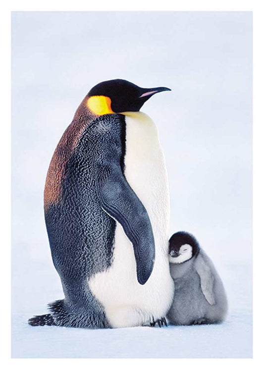 Emperor Penguin With Chick Cards
