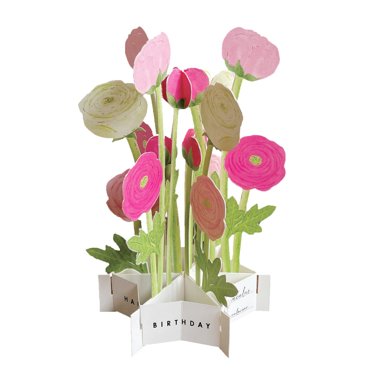 Pop-up 360 Blooming Card Pink Ranunculus