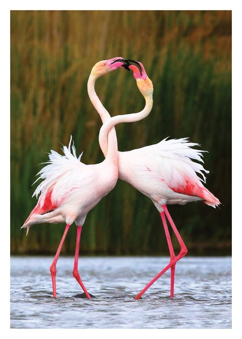 Flamingos Intertwined Anniversary Card