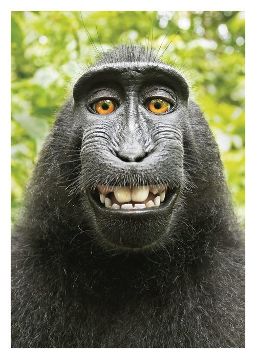 Monkey Selfie Birthday Card