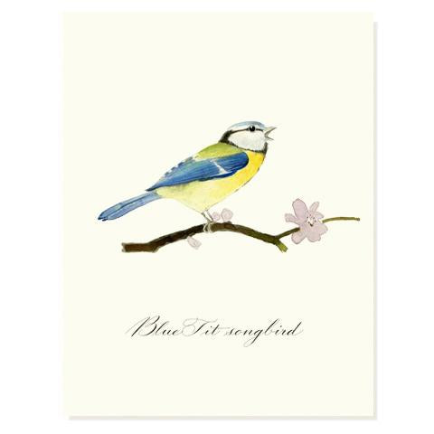 Blue Tit Songbird Card