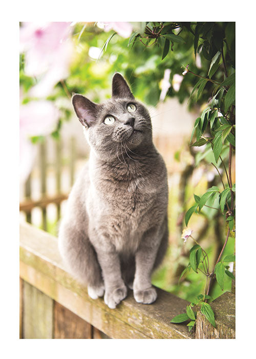 Grey Cat Birthday Card