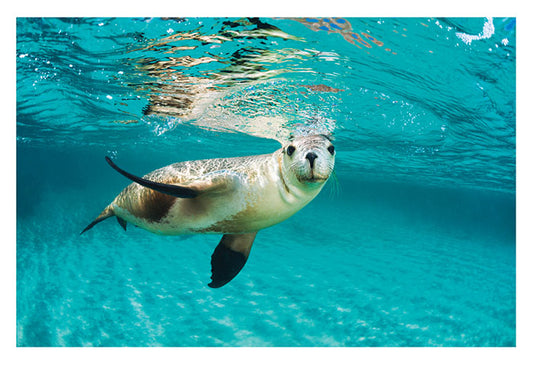 Australian Sea Lion Birthday Card