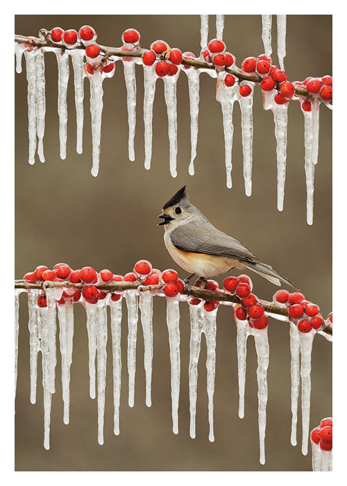 Bird on Berry Icicle Branch Christmas Card