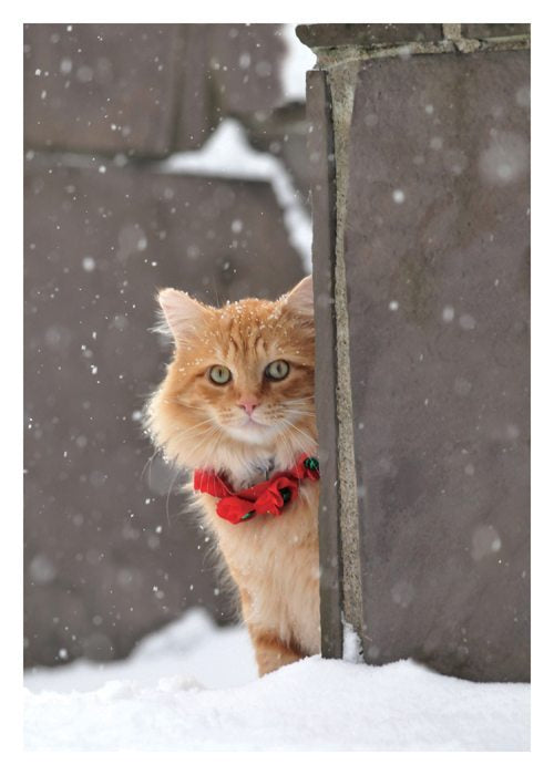 Orange Cat In Snow Boxed Holiday Cards