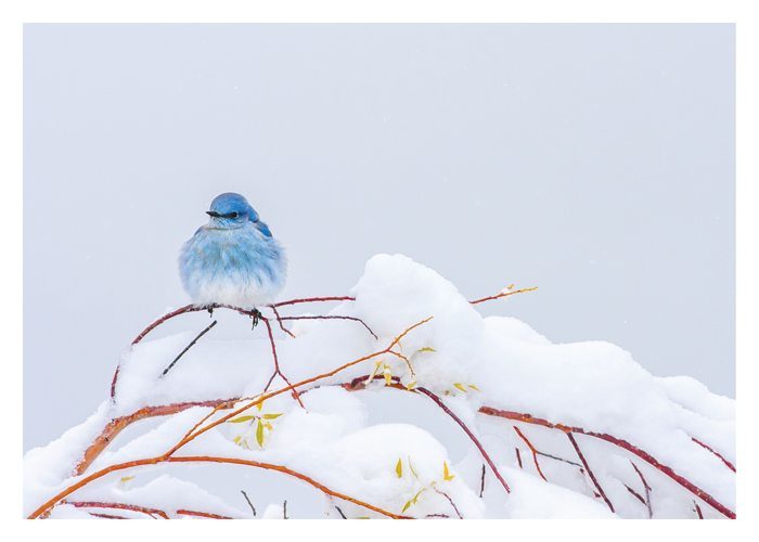 Snowstorm Blues Christmas Card