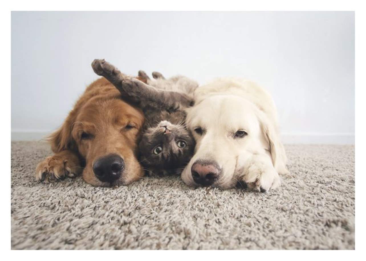 Three Animals Birthday Card