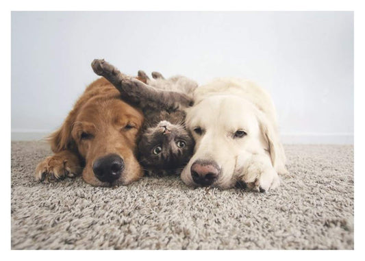 Three Animals Birthday Card