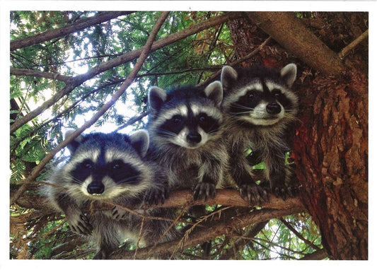 Three Sweeties Birthday Card