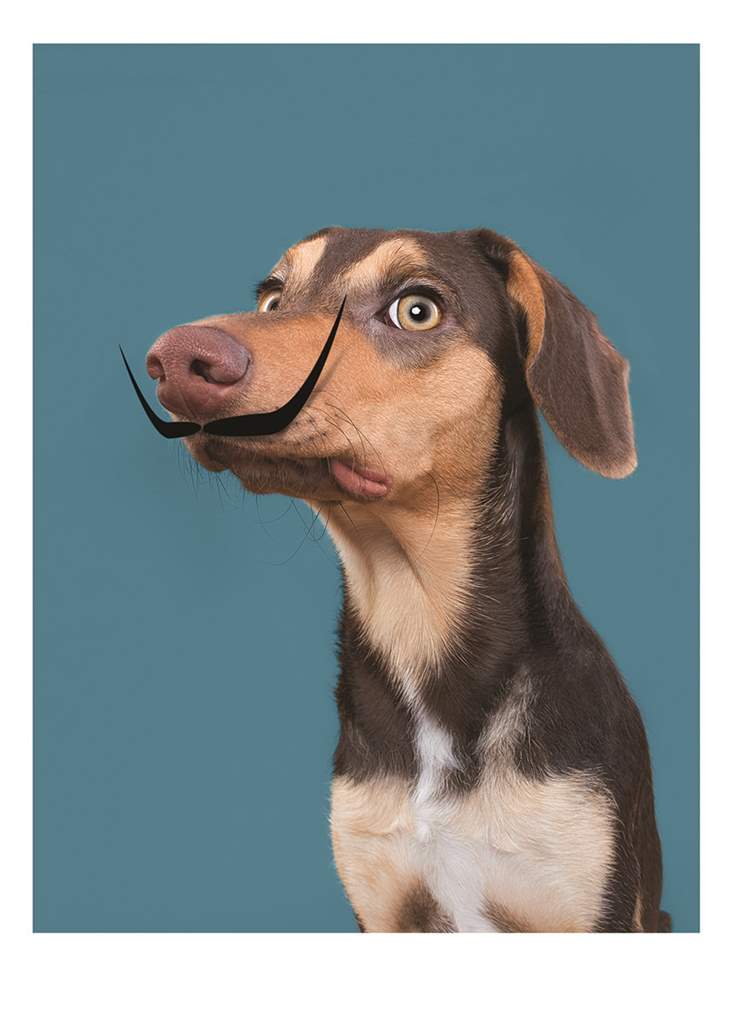 A Close Up Of A Dog Birthday Card